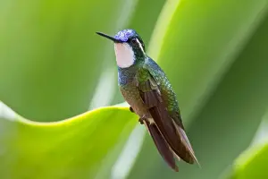 White-throated Mountain-gem (Lampornis castaneoventris) adult male, perched on leaf, Savegre, Costa Rica, April