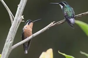 Humming Bird Prints: White-throated Mountain-gem (Lampornis castaneoventris) adult pair
