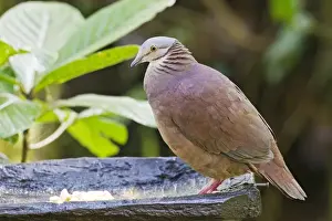 Pigeon Prints: White-throated Quail-dove (Geotrygon frenata) adult