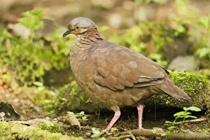 Pigeon Prints: White-throated Quail-dove (Geotrygon frenata) adult