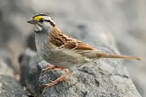 Sparrow Prints: White-throated Sparrow (Zonotrichia albicollis) adult