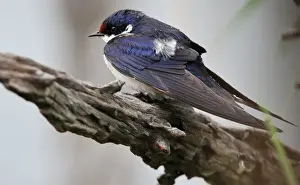 Game Prints: White-throated Swallow (Hirundo albigularis) adult
