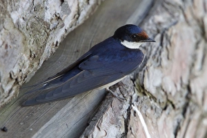 Throated Prints: White throated Swallow resting - South Africa