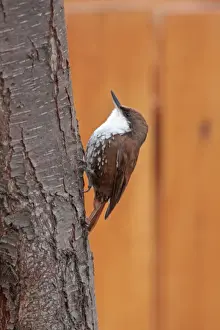 White-throated Treerunner (Pygarrhichas albogularis) adult, clinging to tree trunk, Rio Hermoso, Neuquen, Argentina, october