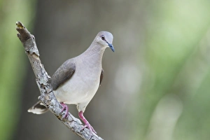 Pigeon Prints: White-tipped Dove (Leptotila verreauxi) adult