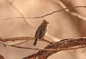 White-tipped Plantcutter (Phytotoma rutila angustirostris) adult male, perched on branch, Yavi, Jujuy, Argentina, august
