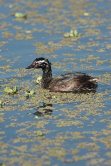 Grebes Prints: White-tufted Grebe (Rollandia rolland) adult