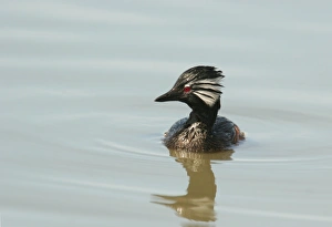 White-tufted Grebe (Rollandia rolland) adult, swimming, Costanera Sur, Rio de la Plata, Buenos Aires Province, Argentina, september