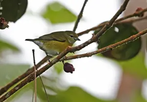 Finch Prints: White-vented Euphonia (Euphonia minuta humilis) adult female