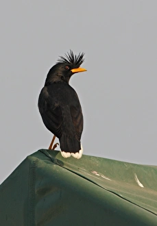 Starling Prints: White-vented Myna (Acridotheres grandis) adult, perched on rooftop, Thailand, february