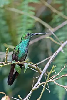 Trochilidae Prints: White-vented Plumeleteer (Chalybura buffonii micans) adult male