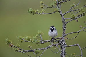 Pines Prints: White Wagtail (Motacilla alba) adult, perched on pine branch, Finland, july