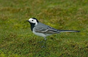 Wagtails Prints: White Wagtail (Motacilla alba) adult male, standing on short turf, England, april