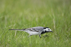 Catching Prints: White Wagtail (Motacilla alba alba) adult