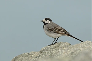 Wagtails Prints: White Wagtail (Motacilla alba alba) adult female