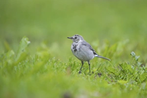 Wagtails Prints: White Wagtail (Motacilla alba alba) juvenile, standing on grass, Finland