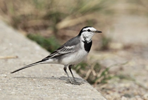 Roadsides Prints: White Wagtail (Motacilla alba ocularis) adult