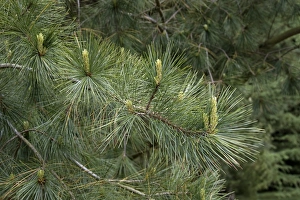 Pinus Prints: White or Weymouth Pine leaf with young shoots