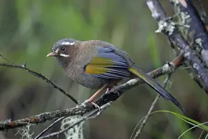 Oriental Prints: White-whiskered Laughingthrush (Trochalopteron morrisonianum) adult