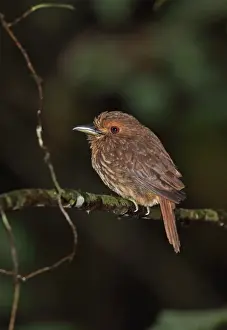 White-whiskered Puffbird (Malacoptila panamensis panamensis) adult, perched on twig, Plantation Trail, Panama, November