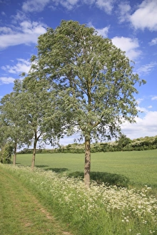 Willow Prints: White Willow (Salix alba) habit