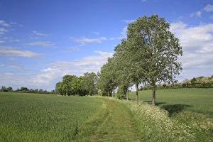 White Willow (Salix alba) habit, growing at edge of track in arable farmland, Bacton, Suffolk, England, may