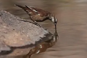 White-winged Cinclodes (Cinclodes atacamensis) adult, drinking, Pampas de Achala, Cordoba, Argentina, april