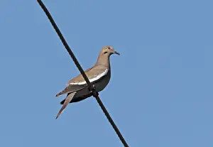 West Indian Prints: White-winged Dove (Zenaida asiatica asiatica) adult