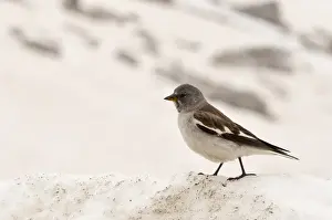 Dolomite Prints: White-winged Snowfinch (Montifringilla nivalis) adult