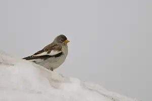 Sparrow Prints: White-winged Snowfinch (Montifringilla nivalis) adult
