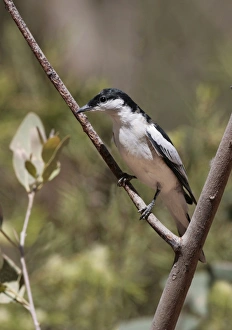 Red Centre Prints: White-winged Triller (Lalage tricolor) adult male