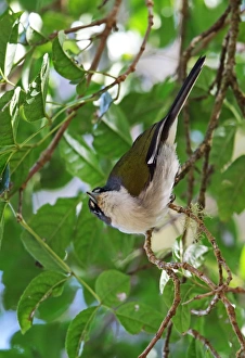 Warblers Prints: White-winged Warbler (Xenoligea montana) adult
