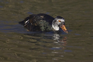 White Winged Prints: White-winged Wood Duck (Cairina scutulata) adult, swimming, Arundel W. W. T. (captive)