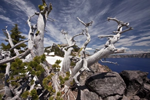 Craters Prints: Whitebark Pine (Pinus albicaulis) ancient habit, growing on crater rim at 7000ft
