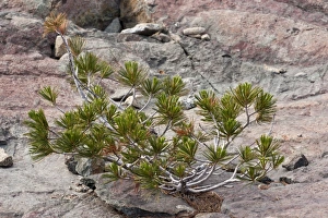 Californian Prints: Whitebark Pine (Pinus albicaulis) dwarfed habit