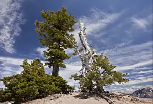Pines Prints: Whitebark Pine (Pinus albicaulis) and Mountain Hemlock (Tsuga mertensiana) ancient habit