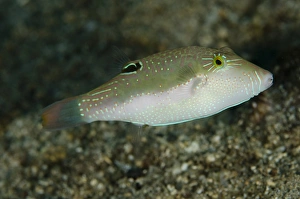Indopacific Prints: Whitebelly Toby (Canthigaster bennetti) adult