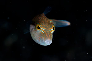 Strait Prints: Whitebelly Toby (Canthigaster bennetti) adult