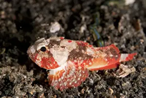 Indopacific Prints: Whiteface Waspfish (Richardsonichthys leucogaster) adult