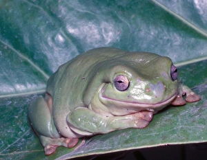 Tree Frog Prints: Whites Tree Frog (Hyla cerulea) Close-up / on leaf