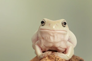 Tree Frog Prints: Whites Treefrog (Litoria caerulea) adult, sitting on branch (captive)