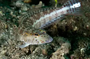 Muck Prints: Whitestripe Sandperch (Parapercis xanthozona) adult
