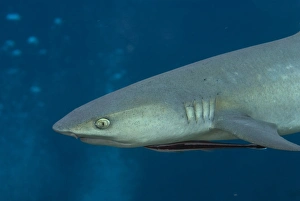 Sipadan Prints: Whitetip Reef Shark (Triaenodon obesus) adult