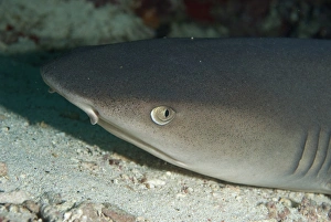 Whitetip Reef Shark (Triaenodon obesus) adult, close-up of head, Sipadan Island, Sabah, Borneo, Malaysia