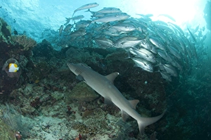 Whitetip Reef Shark (Triaenodon obesus) adult, swimming over reef beside Bigeye Trevally (Caranx sexfasciatus) shoal, Sipadan Island, Sabah, Borneo, Malaysia