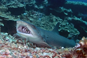 Whitetip Reef Shark (Triaenodon obesus) adult, resting on reef, being cleaned with Sharksucker (Echeneis naucrates) in gills and Bluestreak Cleaner Wrasse (Labroides dimidiatus) in mouth, Sipadan Island, Sabah, Borneo, Malaysia