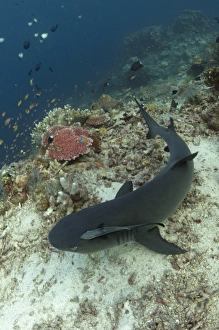 Whitetip Reef Shark (Triaenodon obesus) adult, resting on reef, with Sharksucker (Echeneis naucrates) attached, Sipadan Island, Sabah, Borneo, Malaysia