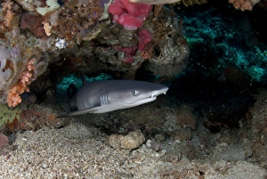 Whitetip Reef Shark (Triaenodon obesus) adult, in hole on reef, Lembeh Straits, Sulawesi, Sunda Islands, Indonesia