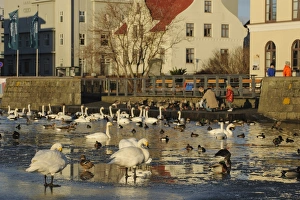 Wildfowl Prints: Whooper Swan (Cygnus cygnus), Mallard Duck (Anas platyrhynchos) and Greylag Goose (Anser anser) mixed flock