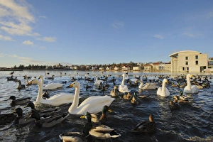 Whooper Swan (Cygnus cygnus), Mallard Duck (Anas platyrhynchos) and Greylag Goose (Anser anser) mixed flock